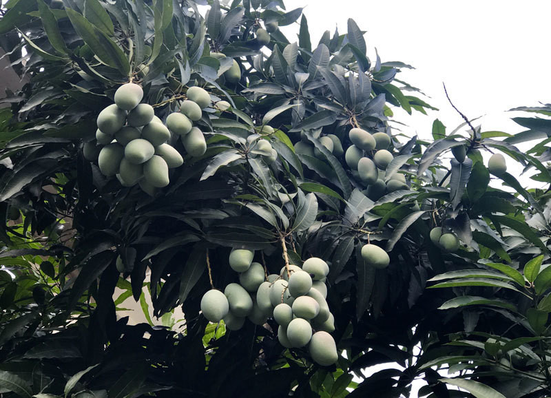 Trồng chủ yếu để lấy bóng mát, song cây xoài trên phố ở Hà Nội vẫn lúc lỉu quả. Ảnh: Vietnamnet