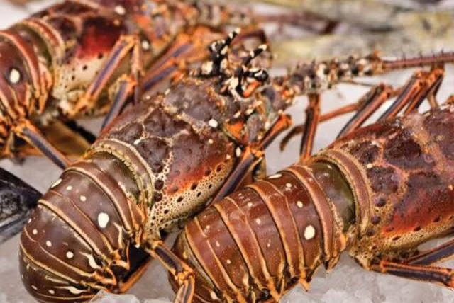 Mỗi kg tôm hùm có tại đây giá chỉ khoảng hơn 100.000 - 150.000 đồng, rẻ gấp nhiều lần so với các nơi khác trên thế giới.