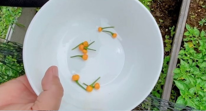 Trên mảnh đất rộng lớn này, Lý Hải còn dành một khoảng đất nhỏ để trồng "ớt nửa tỷ". Ảnh: FBNV