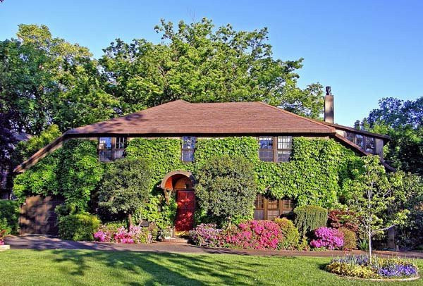 Ngoài ra, bạn cũng có thể trồng cây ở sân nhà, ban công. Đặc biệt là các loại cây leo, phủ kín tường, vừa đẹp vừa tránh ánh nắng chiếu vào nhà. Nguồn ảnh: Internet