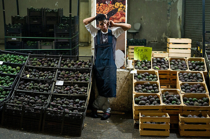 Ở Nam Mỹ, các băng đảng tội phạm được gọi chung là cartel, chứ không phải mafia. Ngành công nghiệp bơ trị giá hàng tỷ đôla của Mexico, có trụ sở tại bang Michoacán, đã trở thành mục tiêu hàng đầu của các cartel. Ảnh: AP