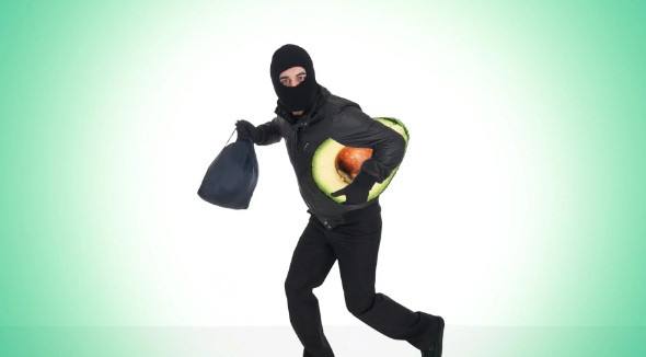 Thời gian qua, các chủ trang trại bơ ở Nam Phi như ông Alcock phải chật vật đối phó với tình trạng trộm cắp. Mỗi lần đột nhập, bọn trộm có thể lấy đi hàng trăm kg bơ. Ảnh: AP