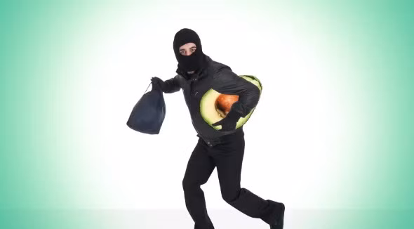 Thời gian qua, các chủ trang trại bơ ở Nam Phi như ông Alcock phải chật vật đối phó với tình trạng trộm cắp. Mỗi lần đột nhập, bọn trộm có thể lấy đi hàng trăm kg bơ. Ảnh: AP