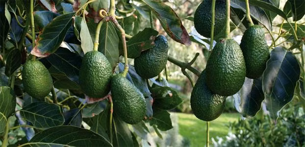 Trước khi Alcock lắp đặt dàn camera hồng ngoại, trung bình mỗi tuần một lần kẻ xấu tấn công trang trại bơ của ông. Hồi tháng 3, một nhóm 6 tên trộm lẻn vào trang trại, hái trộm 200 kg bơ. Ảnh: WSJ