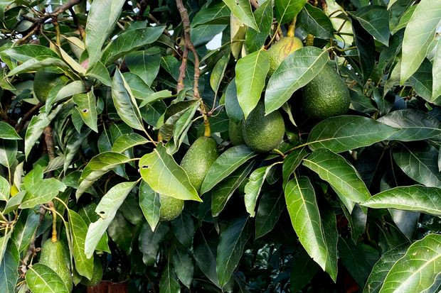 Giá bơ tăng vọt thời gian qua thổi bùng làn sóng trộm cướp trên phạm vi toàn cầu. Ảnh: WSJ