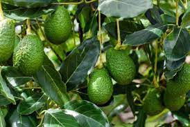 Thống kê của Hiệp hội Nông dân trồng bơ Nam Phi năm 2018 cho thấy, các trang trại bơ nước này thiệt hại khoảng 1,7 triệu USD mỗi năm vì các vụ trộm cắp. Ảnh: Getty