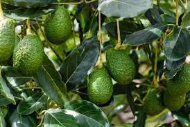 Thống kê của Hiệp hội Nông dân trồng bơ Nam Phi năm 2018 cho thấy, các trang trại bơ nước này thiệt hại khoảng 1,7 triệu USD mỗi năm vì các vụ trộm cắp. Ảnh: Getty