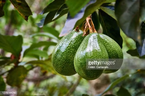 Phần lớn bơ bị đánh cắp là hàng xuất khẩu đi châu Âu, giá bán sỉ khoảng hơn 4 USD/kg. Ảnh: Getty