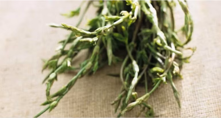 Hoa bia chỉ đâm chồi một lần vào mùa xuân, khoảng tháng 4 hàng năm, sau đó nhanh chóng lụi đi.