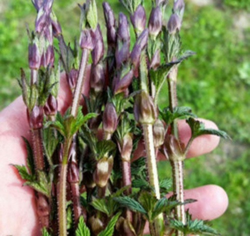 Khi ngành công nghiệp bia mới phát triển, những chồi non không nở thành hoa bị xem là đồ bỏ. Qua thời gian, thứ bỏ đi ngày xưa đã trở thành loại rau đắt nhất thế giới.