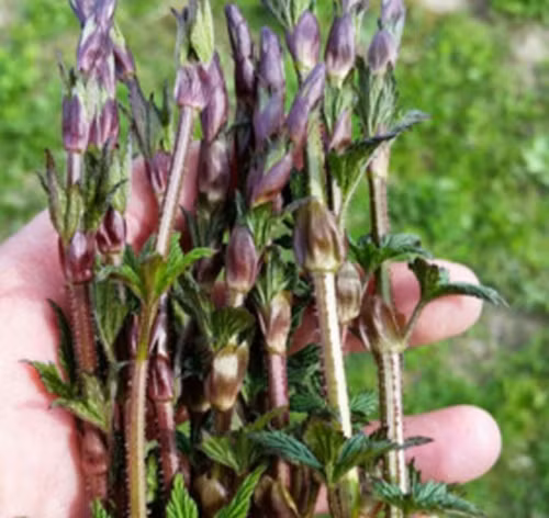 Khi ngành công nghiệp bia mới phát triển, những chồi non không nở thành hoa bị xem là đồ bỏ. Qua thời gian, thứ bỏ đi ngày xưa đã trở thành loại rau đắt nhất thế giới.