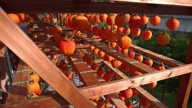 Khu vực treo hồng phải khô ráo, đón nắng mặt trời và thoáng gió. Phải đảm bảo có khoảng trống giữa các quả.