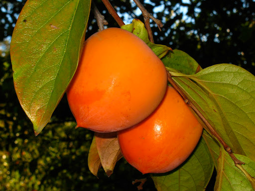 Những quả hồng này vẫn còn một ít cuống để tiện buộc dây, treo lên giàn phơi. Sau đó, hồng được để chín tự nhiên thêm 3-7 ngày.