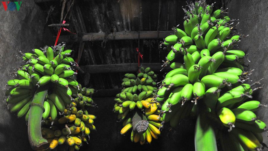 Vào ngày thường, chuối ngự có giá từ 25.000-30.000 đồng/nải nhưng vào dịp Tết, giá chuối tăng gấp từ 3-4 lần. Ảnh: VOV.