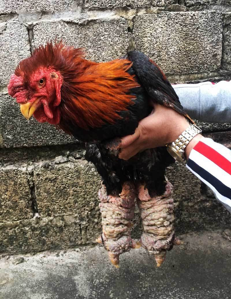 Theo người nuôi, do tỷ lệ đẻ đạt tiêu chuẩn thấp, dễ bị bệnh nên giống gà Đông Tảo thuần chủng ngày càng hiếm, thậm chí nhiều người có tiền cũng chưa chắc mua được. Ảnh: Vietnamnet