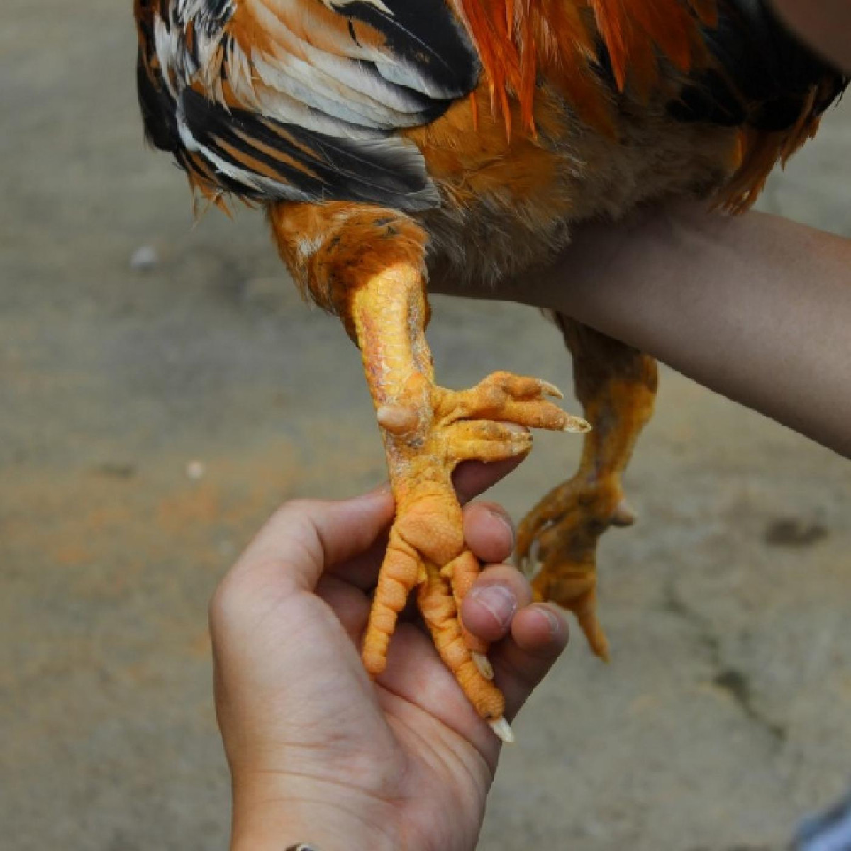 Gà 9 cựa tại tại Bắc Ninh, Phú Thọ cũng là một loại đặc sản quý chuyên dùng để biếu tặng trong dịp Tết. Ảnh: Internet.