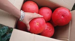 Nhu cầu cao trong khi lượng cung ít khiến giá bưởi đỏ Luận Văn giá lên tới vài trăm nghìn đồng. Thậm chí, cặp quả tròn đẹp có thể lên tới 800.000 đến hơn 1 triệu đồng/cặp. Ảnh: Internet