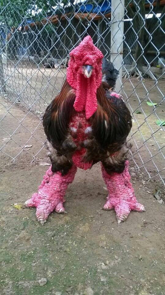 Trên thị trường, giống gà này khá đắt đỏ, đặc biệt với gà Đông Tảo thuần chủng giá tới hàng chục triệu đồng/con. Ảnh: Facebook.