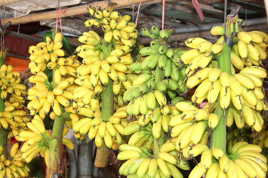 Nổi tiếng là đặc sản tiến vua, chuối ngự Đại Hoàng (huyện Lý Nhân, Hà Nam) có màu vàng óng, quả nhỏ căng tròn, cuống xanh, đầu chuối có ba chiếc tua cong cong rất đẹp mắt. Ảnh: Internet