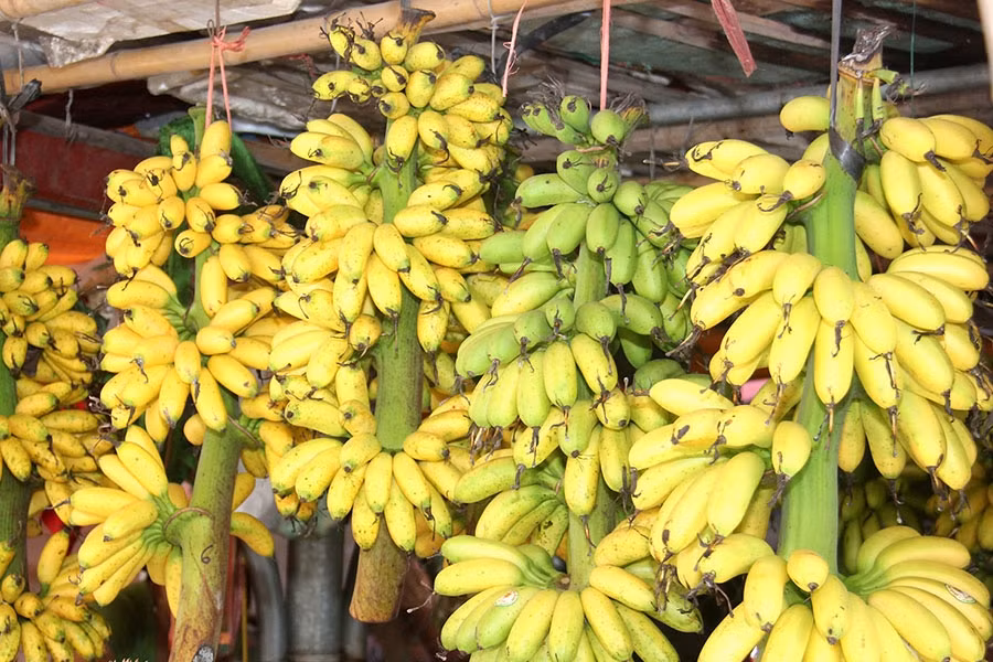 Nổi tiếng là đặc sản tiến vua, chuối ngự Đại Hoàng (huyện Lý Nhân, Hà Nam) có màu vàng óng, quả nhỏ căng tròn, cuống xanh, đầu chuối có ba chiếc tua cong cong rất đẹp mắt. Ảnh: Internet
