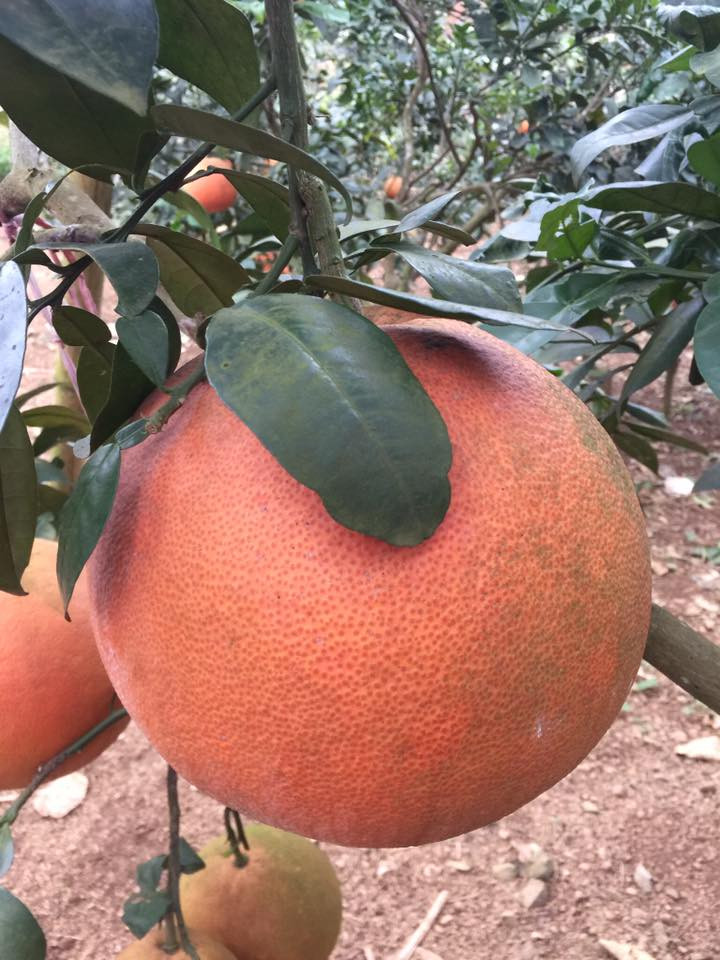 Bưởi đỏ Luận Văn là giống bưởi đặc trưng của vùng đất Thọ Xuân (Thanh Hóa) từng nổi tiếng vì còn là sản vật tiến vua. Do có màu đỏ bắt mắt, mùi thơm đặc trưng nên bưởi đỏ Luận Văn được nhiều người săn đón vào dịp Tết. Ảnh: Internet