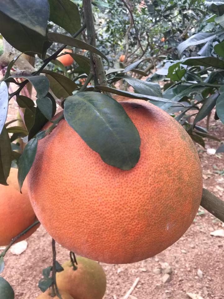 Bưởi đỏ Luận Văn là giống bưởi đặc trưng của vùng đất Thọ Xuân (Thanh Hóa) từng nổi tiếng vì còn là sản vật tiến vua. Do có màu đỏ bắt mắt, mùi thơm đặc trưng nên bưởi đỏ Luận Văn được nhiều người săn đón vào dịp Tết. Ảnh: Internet