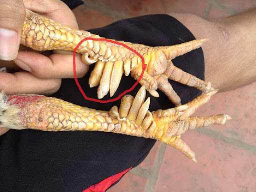 Là sản vật quý cung tiến vua từ xa xưa nên gà 9 cựa có giá khá đắt từ 1 - 1,5 triệu đồng/kg. Ảnh: Internet.