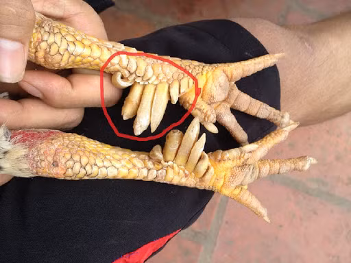 Là sản vật quý cung tiến vua từ xa xưa nên gà 9 cựa có giá khá đắt từ 1 - 1,5 triệu đồng/kg. Ảnh: Internet.