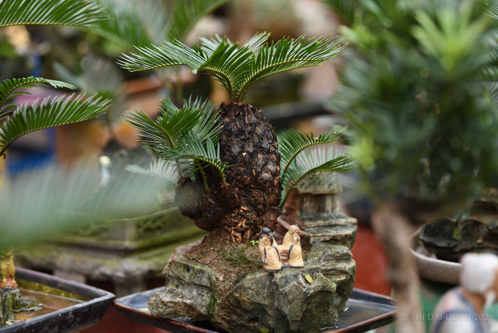 Ông Đức Toàn (chủ vườn ở Tây Hồ, Hà Nội) cho biết cây vạn tuế có sức sống rất bền bỉ, cây có thể sống được trong điều kiện khắc nghiệt. Ảnh: GDTĐ