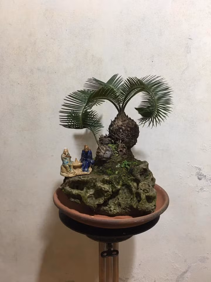 Khâu lựa chọn đá để trồng vạn tuế cũng rất cầu kỳ. Cây và đá phải hợp nhau mới tạo được một non bộ đẹp. Ảnh: Facebook.