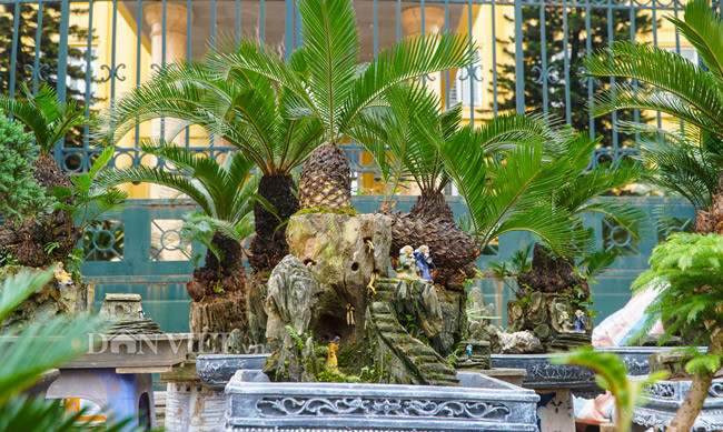 Do kích thước nhỏ, mà vạn tuế mini bonsai thích hợp trang trí được nhiều vị trí trong nhà như để trên bàn ở phòng khách, trên ghế...Ảnh: Dân Việt