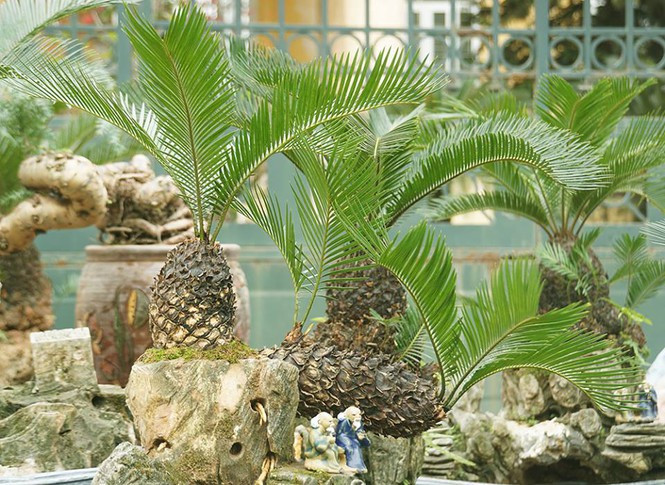 Theo người bán, giá những chậu cây vạn tuế bonsai không phụ thuộc vào kích thước mà theo dáng, thế hay tuổi của cây. Ảnh: Tiền phong.