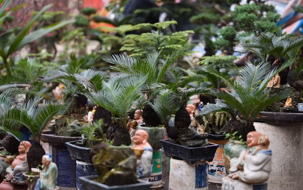 Xuất hiện trên thị trường vài năm nay, những gốc vạn tuế bonsai mini với hình dáng độc, lạ, đang thu hút nhiều khách hàng tìm đến mua về chơi Tết. Ảnh: GDTĐ