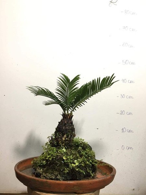 Cây vạn tuế già nhất có tuổi thọ đến 20 năm tuổi, cây còn sống rất lâu nữa nếu biết chăm sóc. Ảnh: Facebook.