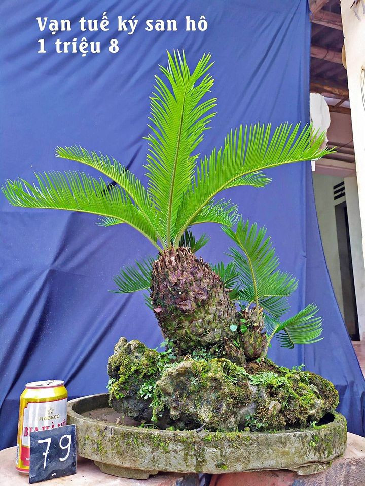 Giá mỗi cây vạn tuế mini dao động từ gần 1 triệu đến cả chục triệu đồng. Ảnh: Facebook.