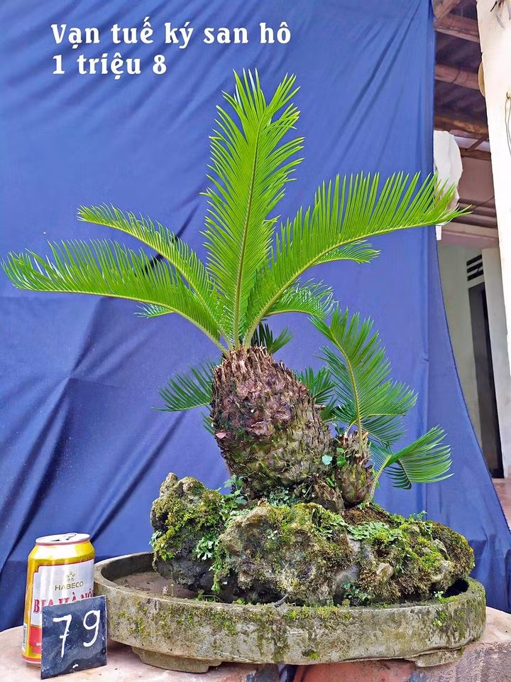 Giá mỗi cây vạn tuế mini dao động từ gần 1 triệu đến cả chục triệu đồng. Ảnh: Facebook.