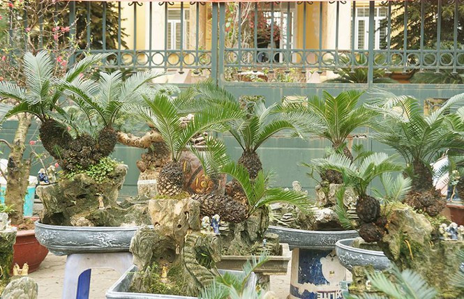 Theo ông Toàn, phải mất khoảng thời gian từ 5 đến 10 năm mới tạo ra được một cây vạn tuế bonsai đẹp đưa ra thị trường. Ảnh: Tiền phong.