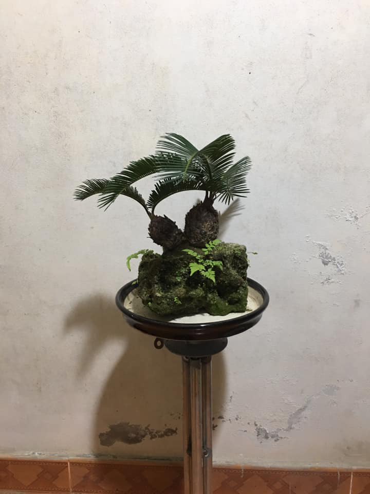 Cây và đá kết hợp với nhau tạo nên một cây vạn tuế mini mang vẻ đẹp khác lạ. Ảnh: Facebook.