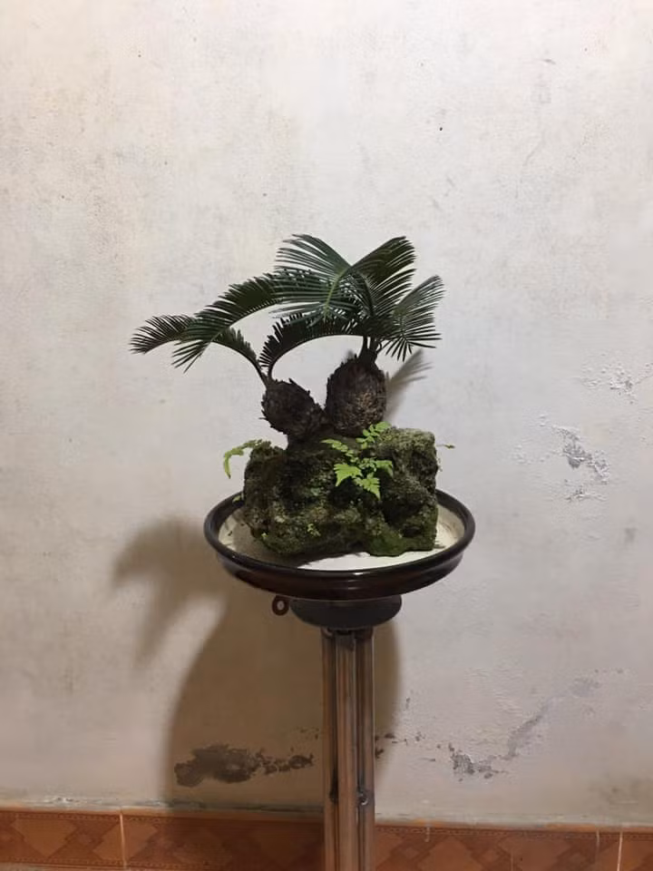 Cây và đá kết hợp với nhau tạo nên một cây vạn tuế mini mang vẻ đẹp khác lạ. Ảnh: Facebook.