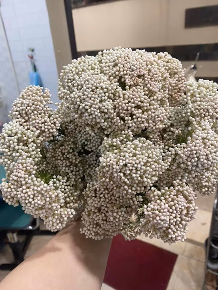 Chị Thanh (Bắc Từ Liêm, Hà Nội) chia sẻ: "Hoa baby gạo có thể cắm thành từng bó, hoặc để phối với những loại hoa khác. Từ đầu mùa tôi cũng mua 2 lần loại hoa này về cắm cho không gian phòng khách thêm sinh động, mới lạ". Ảnh: Facebook.