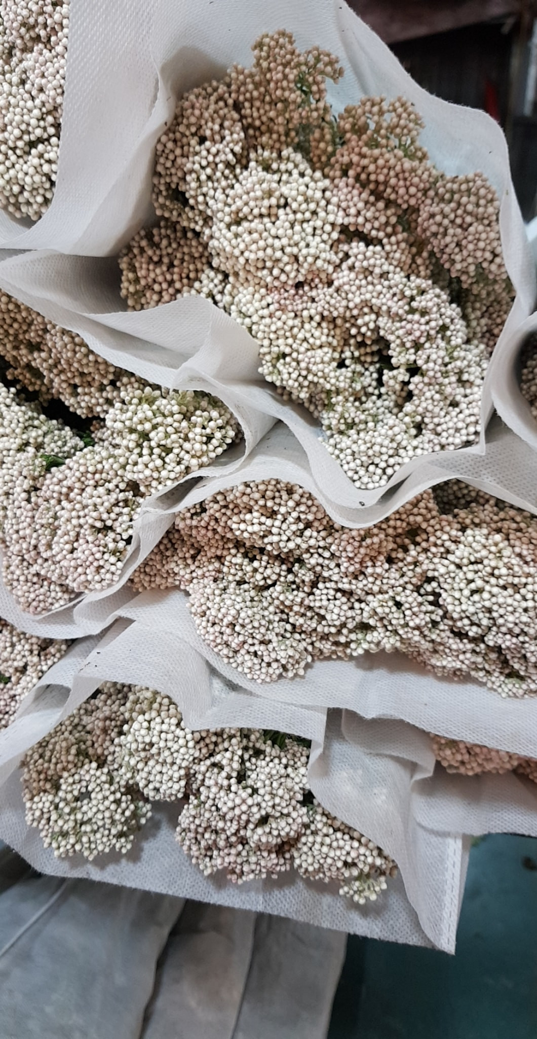 Hoa baby gạo đẹp mong manh mà tinh khiết, thanh tao. Ảnh: Facebook.