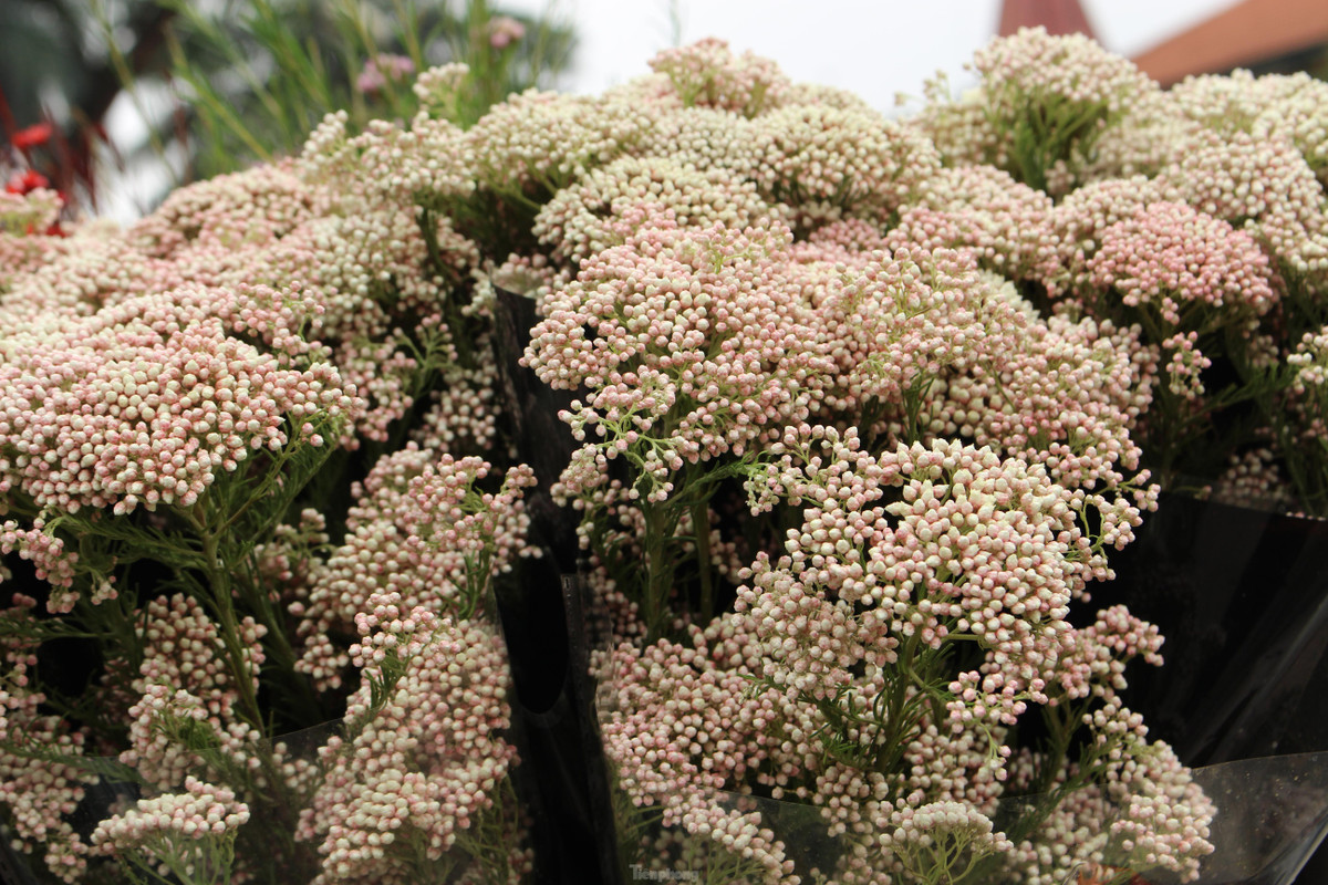 Hoa baby gạo phân thành nhiều cành, phía đầu cành sẽ có hoa nhỏ mọc. Ảnh: Tiền phong.