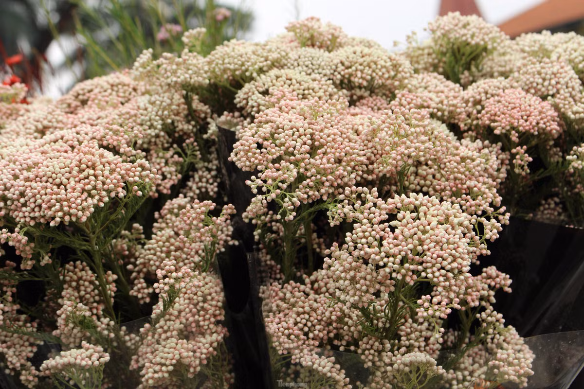Hoa baby gạo phân thành nhiều cành, phía đầu cành sẽ có hoa nhỏ mọc. Ảnh: Tiền phong.