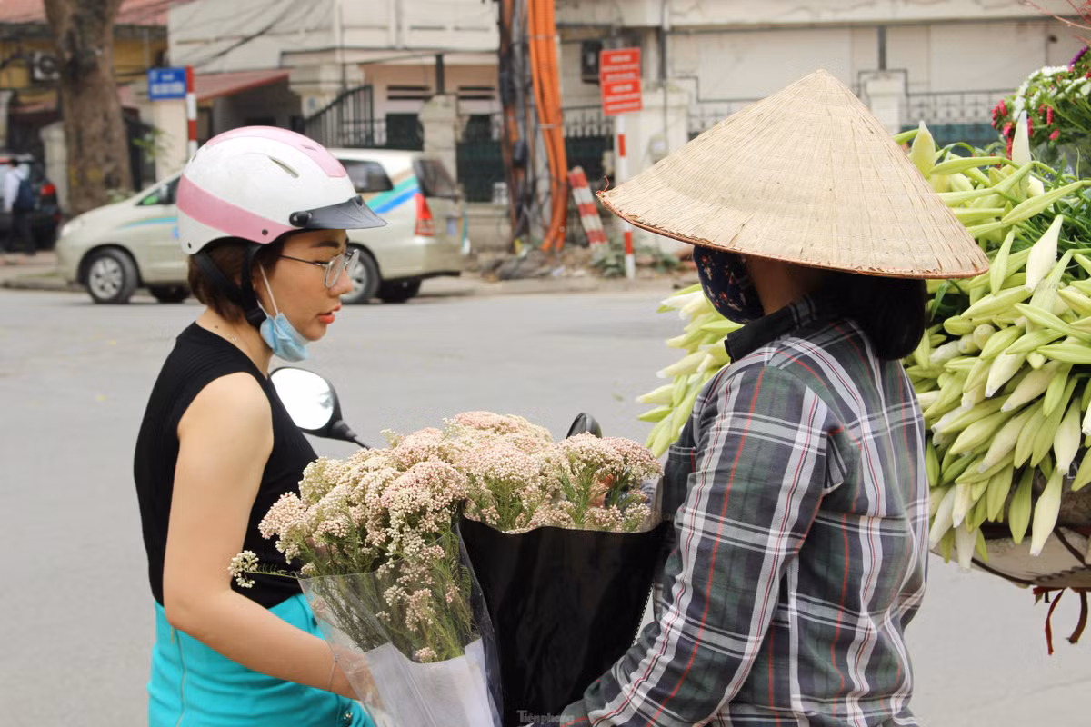 Hoa có hai loại là màu trắng và màu hồng nhạt. Ảnh: Tiền phong.