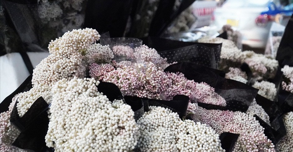 Hoa được gọi với cái tên là baby gạo bởi những bông hoa nhỏ như những hạt gạo. Ảnh: Lao động.