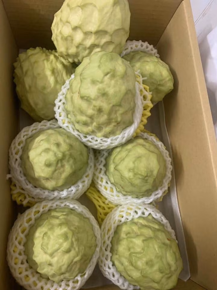 Na dai Đài Loan có trọng lượng khá lớn, dao động 700 - 900g/quả, đặt biệt có quả nặng tới 2kg. Ảnh: Facebook.