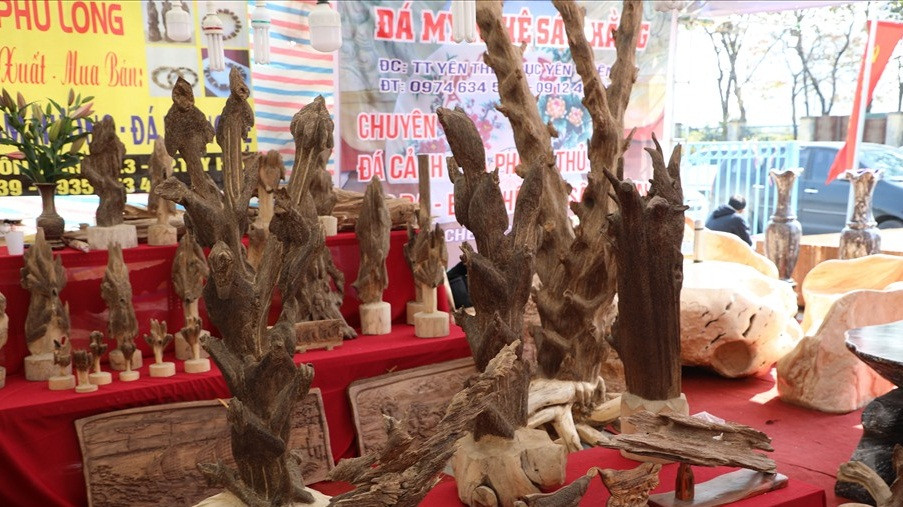 Những cây trầm hương nguyên gốc được mang từ Khánh Hòa ra Hà Nội có giá trị rất lớn. Ảnh: Lao động.