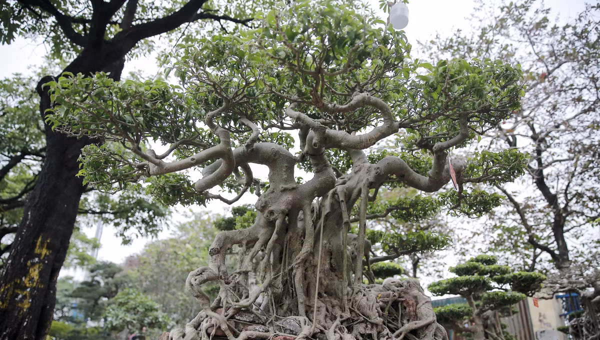 Một tác phẩm sanh bonsai độc đáo có giá 100 triệu đồng. Ảnh: Dân Việt