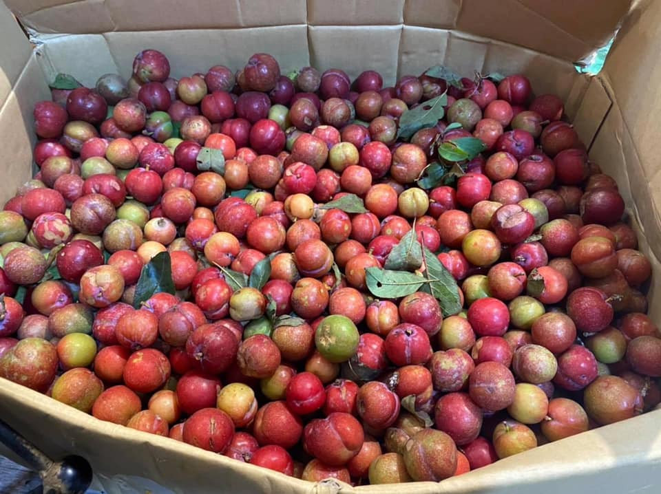 Theo chị Tiên, mận trái mùa đắt là bởi số lượng không nhiều. Chị Tiên phải nhờ người quen trên Sơn La gom tận vườn cũng chỉ được khoảng 25-40kg.