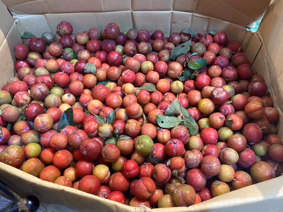 Theo chị Tiên, mận trái mùa đắt là bởi số lượng không nhiều. Chị Tiên phải nhờ người quen trên Sơn La gom tận vườn cũng chỉ được khoảng 25-40kg.
